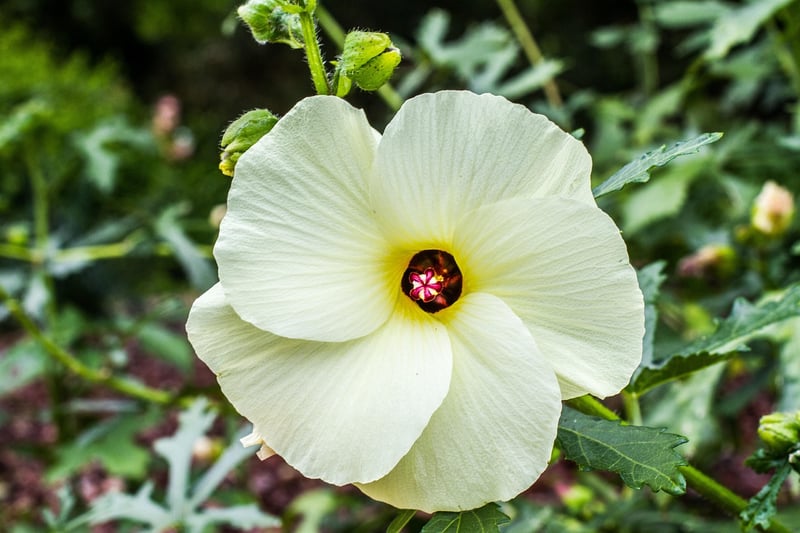 Edible Garden Options