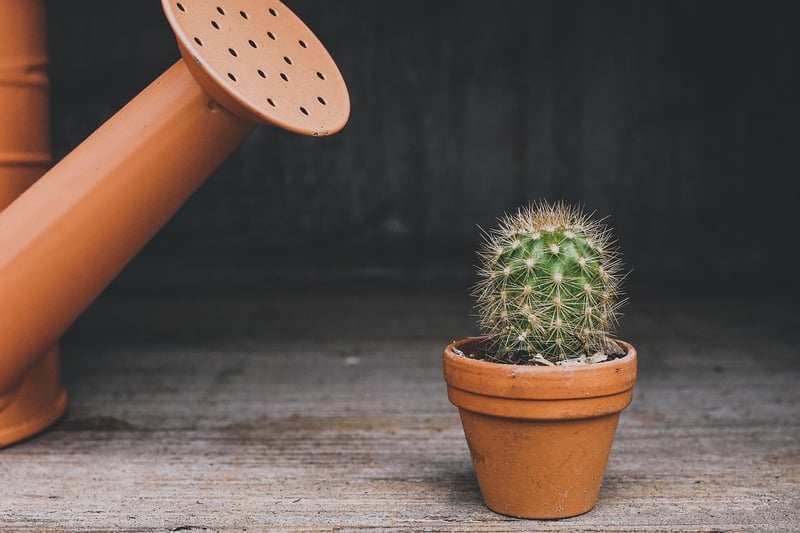 Creative Plant Arrangements